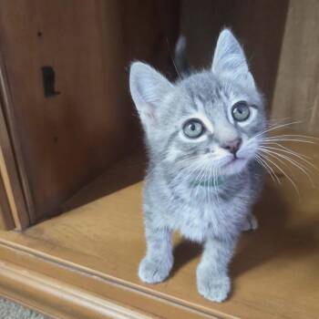 Turnip -  Domestic Medium Hair Cat for Adoption in Ferndale, Washington - Turnip | PetCurious