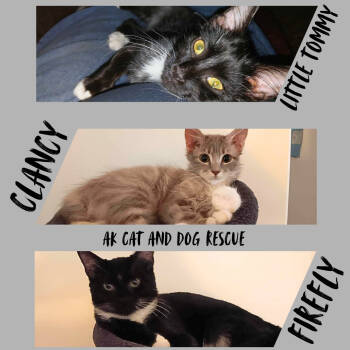 Rescue Domestic Medium Hair Cats for Adoption in Wasilla, Alaska - Little Tommy | PetCurious