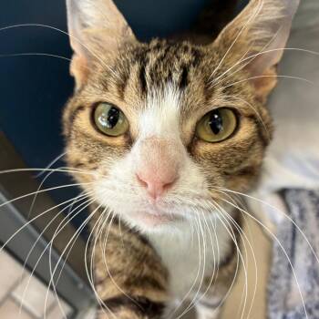 Charlie -  Domestic Short Hair Cat for Adoption in Tulsa, Oklahoma - Charlie | PetCurious