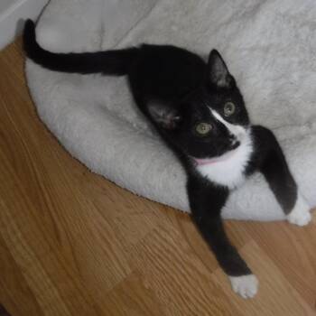 Rescue Tuxedo Cats for Adoption in Hoquiam, Washington - Wilma - Super Sweet Little Wobbly | PetCurious