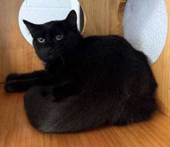 Sweet Pea -  Domestic Short Hair Cat for Adoption in Conway, South Carolina - Sweet Pea | PetCurious