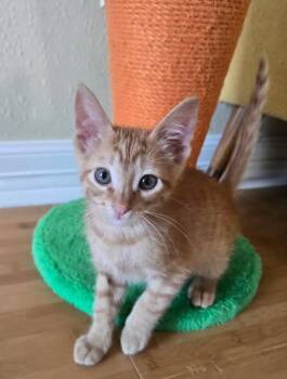 Domestic Short Hair Cats Available for Adoption in Houston, Texas - Bart Jr. | PetCurious