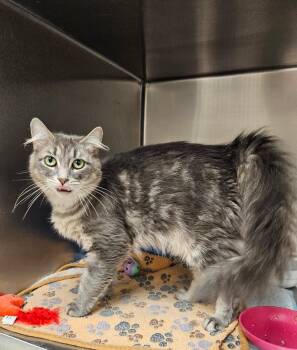 Libby -  Domestic Medium Hair Cat Available for Adoption in Ontario, Ohio - Libby | PetCurious