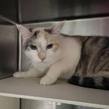 Precious -  Domestic Short Hair Cat for Adoption in Newark, New Jersey - Precious | PetCurious