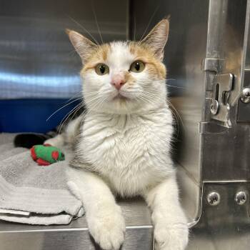 Rescue Calico Cats for Adoption in La Grange Park, Illinois - Morticia | PetCurious