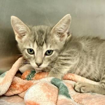 Duff -  Domestic Short Hair Cat for Adoption in Palm Springs, California - Duff | PetCurious