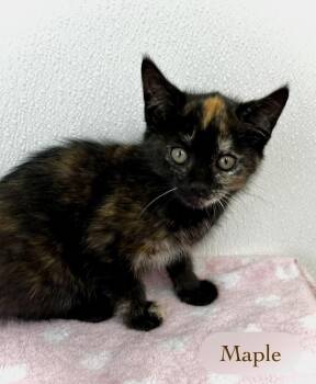 Domestic Short Hair Cats Available for Adoption in Chalfont, Pennsylvania - Maple | PetCurious