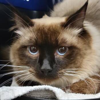 Domestic Long Hair Cats Available for Adoption in Sarasota, Florida - Salmon | PetCurious