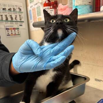 Domestic Short Hair Cats Available for Adoption in Birmingham, Alabama - Paprika | PetCurious