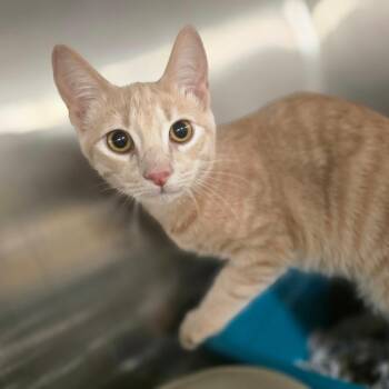 Cider -  Domestic Short Hair Cat for Adoption in Waldorf, Maryland - Cider | PetCurious