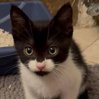 Cortado -  Domestic Short Hair Cat for Adoption in Los Angeles, California - Cortado | PetCurious