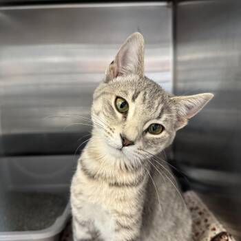 Domestic Short Hair Cats Available for Adoption - Nalani | PetCurious