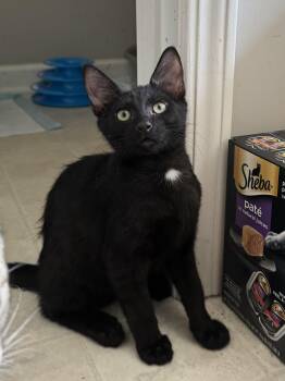 Grady -  Domestic Short Hair Cat for Adoption in Columbia, South Carolina - Grady | PetCurious