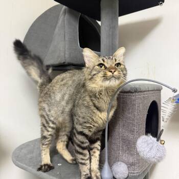 Gus Gus -  Domestic Medium Hair Cat for Adoption in Hendersonville, Tennessee - Gus Gus | PetCurious