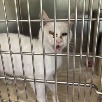 Anastasia -  Domestic Short Hair and Siamese Cat for Adoption in Attica, New York - Anastasia | PetCurious