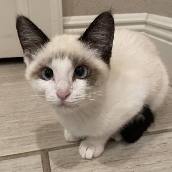 Steak -  Siamese Cat for Adoption in Bentonville, Arkansas - Steak | PetCurious