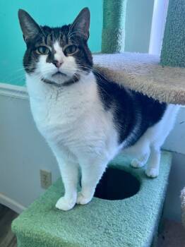 Rescue Domestic Short Hair Cats for Adoption in Glen Raven, North Carolina - SHAGGY | PetCurious