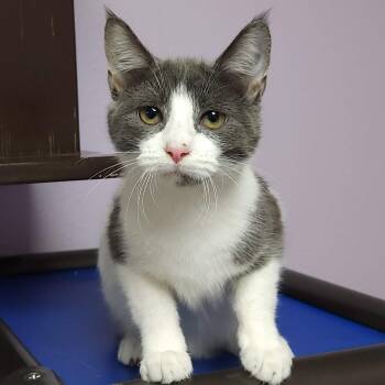 Domestic Short Hair Cats Available for Adoption - Key Lime | PetCurious