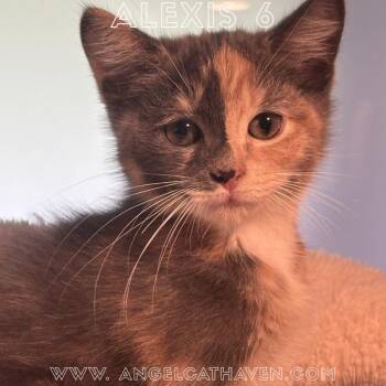 Alexis 6 -  Domestic Short Hair Cat for Adoption in Plainville, Massachusetts - Alexis 6 | PetCurious