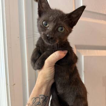 Alana -  Domestic Short Hair Cat for Adoption in Columbia, South Carolina - Alana | PetCurious