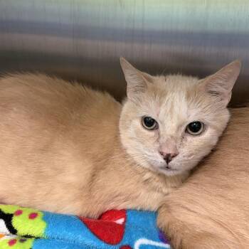 COCONUT -  Domestic Short Hair Cat Available for Adoption in Barnstable, Massachusetts - COCONUT | PetCurious