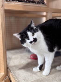 Rescue Domestic Short Hair and Tuxedo Cats for Adoption in Courtenay, British Columbia - Sabay | PetCurious