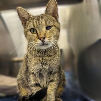 Helen -  Domestic Short Hair Cat for Adoption in Springfield, Illinois - Helen | PetCurious