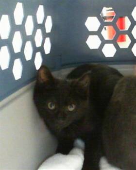 A1266153 -  Domestic Short Hair Cat for Adoption in Charlotte, North Carolina - A1266153 | PetCurious