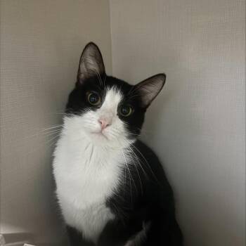 Scampee -  Domestic Short Hair Cat for Adoption in Hutchinson, Minnesota - Scampee | PetCurious