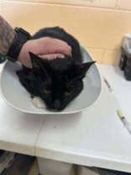 Domestic Short Hair Cats Available for Adoption - Alaska | PetCurious