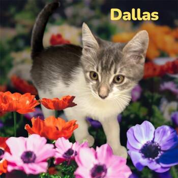 Domestic Short Hair Cats Available for Adoption in Visalia, California - DALLAS | PetCurious
