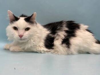 Pocket -  Domestic Medium Hair Cat for Adoption in Minneapolis, Minnesota - Pocket | PetCurious