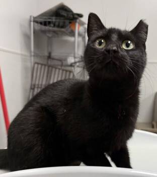 If-3 -  Domestic Short Hair Cat for Adoption in Lawrenceville, Georgia - If-3 | PetCurious