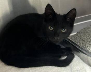 Floradinn -  Domestic Short Hair Cat for Adoption in Cincinnati, Ohio - Floradinn | PetCurious