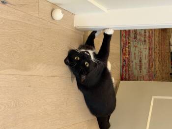 Xavi -  Domestic Short Hair Cat for Adoption in Courtenay, British Columbia - Xavi | PetCurious