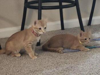 Scottsdale - AZ Litter -  Tabby Cat for Adoption in Anthem, Arizona - Scottsdale - AZ Litter | PetCurious