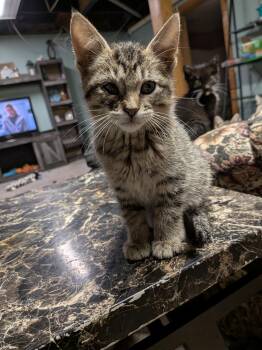Rescue Domestic Short Hair Cats for Adoption - Tonka | PetCurious
