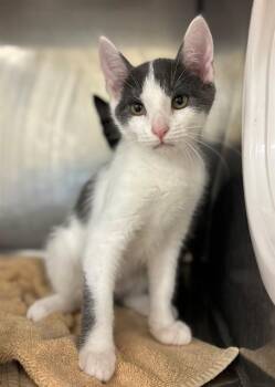 SCOOT -  Domestic Short Hair Cat for Adoption in York, South Carolina - SCOOT | PetCurious