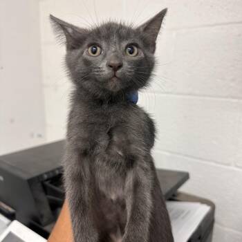 Domestic Short Hair Cats Available for Adoption in Edinburg, Texas - Cashew | PetCurious