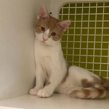 Cora -  Domestic Short Hair Cat for Adoption in Tallahassee, Florida - Cora | PetCurious
