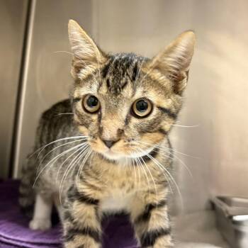 Nardo -  Domestic Short Hair Cat for Adoption in Birmingham, Alabama - Nardo | PetCurious