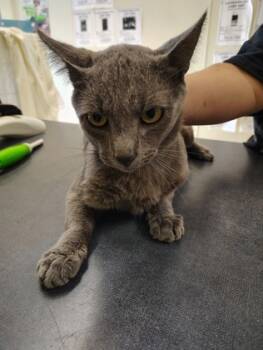 Rescue Domestic Short Hair Cats for Adoption - Ziggy | PetCurious