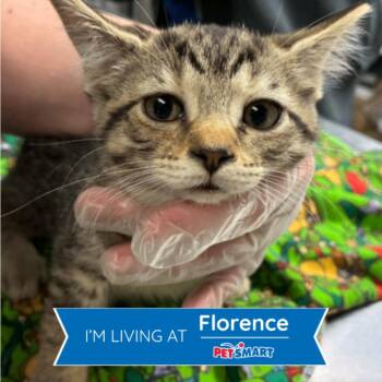 Walmart -  Domestic Short Hair Cat for Adoption in Cincinnati, Ohio - Walmart | PetCurious