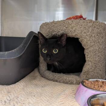 Lady Beast -  Domestic Short Hair Cat for Adoption in Aspinwall, Pennsylvania - Lady Beast | PetCurious