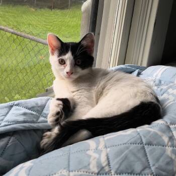 Pebbles -  Domestic Medium Hair Cat for Adoption in Kansas City, Missouri - Pebbles | PetCurious