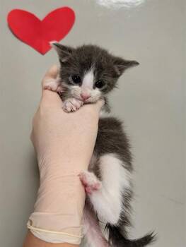A012798 -  Domestic Short Hair Cat for Adoption in Ontario, California - A012798 | PetCurious