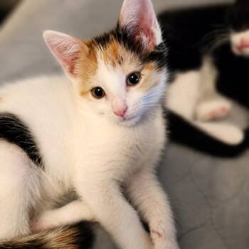 Hermione -  Domestic Short Hair Cat for Adoption in Madison, Wisconsin - Hermione | PetCurious