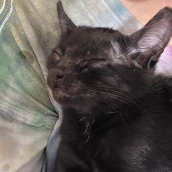 Kaa -  Domestic Short Hair Cat for Adoption in Buffalo, Minnesota - Kaa | PetCurious