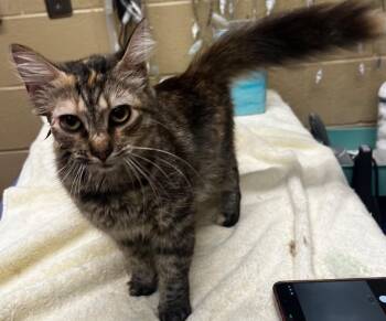 MidKnight -  Domestic Medium Hair Cat for Adoption in Douglasville, Georgia - MidKnight | PetCurious