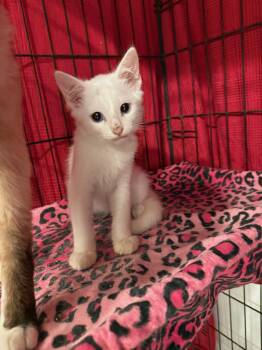 Jax -  Domestic Short Hair Cat for Adoption in Temecula, California - Jax | PetCurious